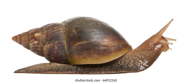 Giant african snail