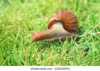 Giant African Land snail crawling
on the green grass in the summer morning. Animal and wildlife concept. 

 - Shutterstock ID 1310235931