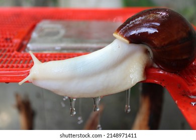 Giant African Land Snail Secreting Slime Over Red Plastic Terrarium Roof