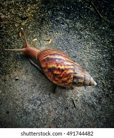 Giant African Snail. - Shutterstock ID 491744482