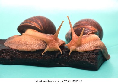 Giant African Snail Achatina Close Up