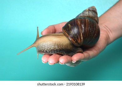 Giant African Snail Achatina Close Up