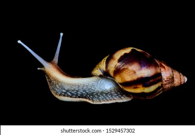 Giant African Snail Achatina Creeps