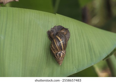 Giant African Snail on a Green Leaf – Nature Macro Photography - Powered by Shutterstock