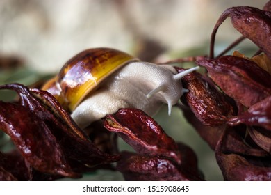 50 Archachatina marginata suturalis Images, Stock Photos & Vectors ...