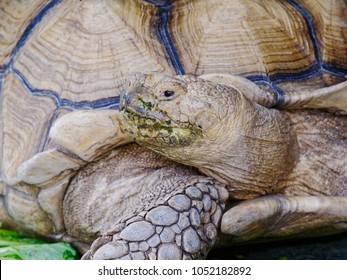 Giant African Spurred Sulcata Tortoise Green Stock Photo 1052182892 ...