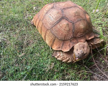 Giant African Tortoise Pictures Mouth Open Stock Photo 2159217623 ...