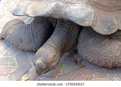 Giant African Turtle Close Stock Photo 1735543517 | Shutterstock