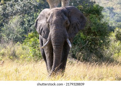 179,247 African Wild Elephant Images, Stock Photos & Vectors | Shutterstock