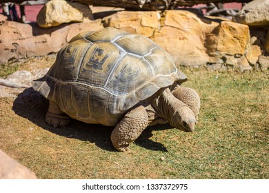 1,122 Aldabrachelys gigantea Images, Stock Photos & Vectors | Shutterstock