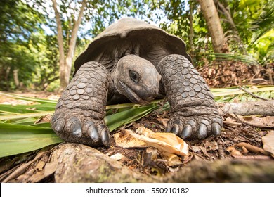 Giant Aldabra tortoise (Aldabrachelys gigantea) on Curiouse island in Seychelles.