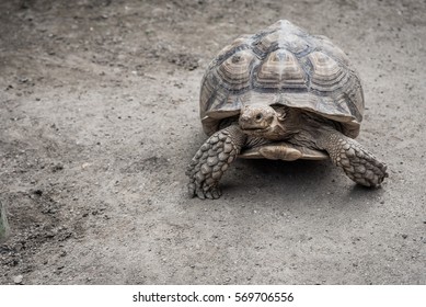 Giant Aldabra Tortoise (Aldabrachelys Gigantea)