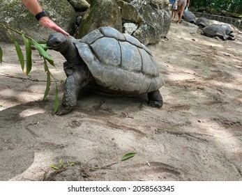 Giant Aldabra Tortoises Seychelles Botanical Garden Stock Photo ...