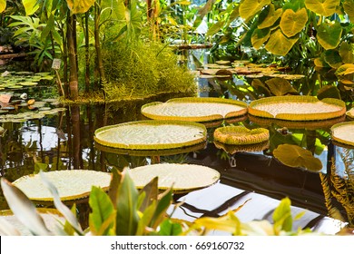 Giant Amazon Water Lily With Heart. Victoria Amazonica