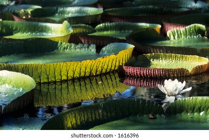 Giant Amazon Water Lily (Victoria Amazonica)