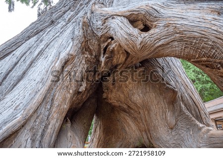 A giant ancient tree trunk forms a hollow shelter at ground level in a park. British Columbia, Canada