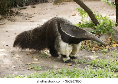 Giant Ant Eater Walking And Looking Something