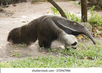 Giant Ant Eater Walking And Looking Something