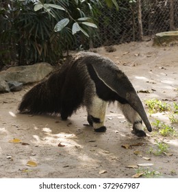 Giant Ant Eater Walking And Looking Something