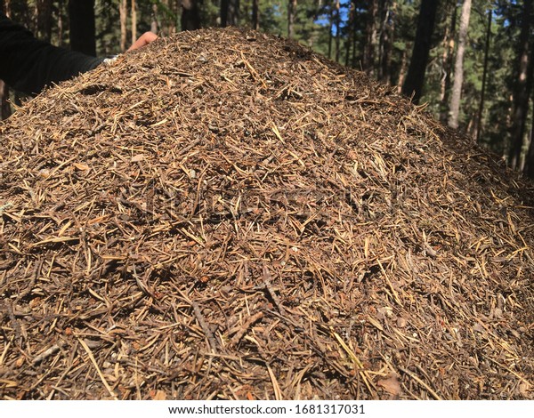 An giant ant\
nest forming a hill in\
forest.