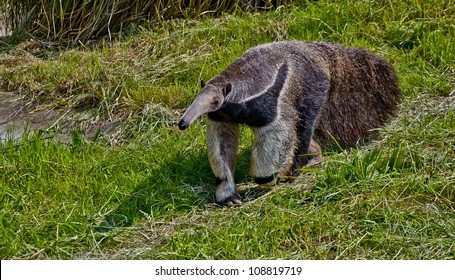 Giant Anteater