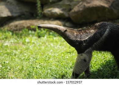 Giant Anteater