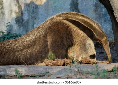 Giant Anteater