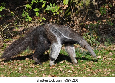 Giant Anteater