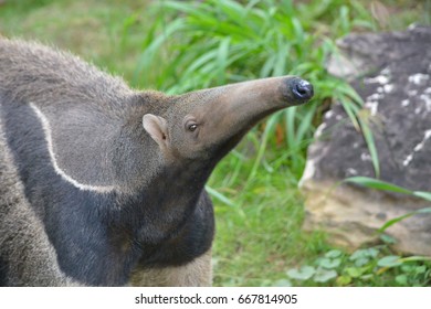 Giant Anteater 