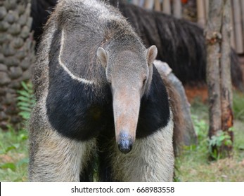 Giant Anteater