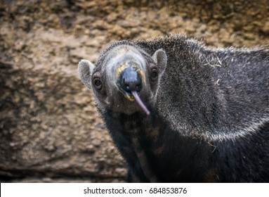 Giant Anteater