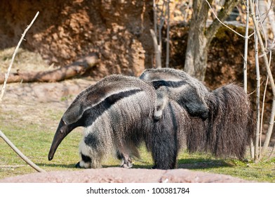 Giant Anteater With Baby