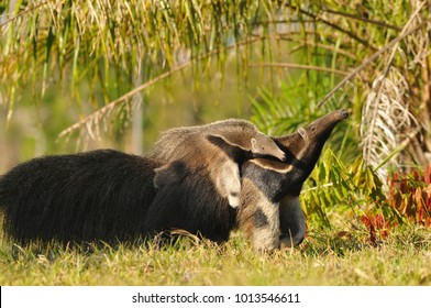 Giant Anteater With Baby