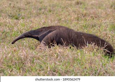 Giant Anteater Brazil Pantanal Wild