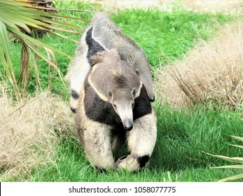 A Giant Anteater Carries Her Child On Her Back