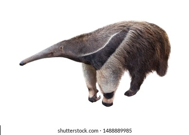 Giant Anteater Isolated On White Background Stock Photo 1488889985 ...