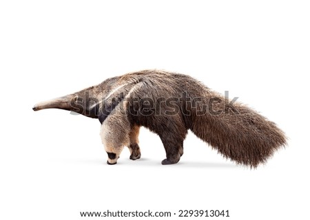 Giant anteater isolated on White Background. clipping path included. Anteater zoo animal walking facing side. Giant Anteater, Myrmecophaga tridactyla, animal with long tail ane long nose.