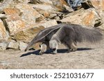 Giant anteater (Myrmecophaga tridactyla). Anteaters are one of the most amazing mammals on our planet. Owner of a record-breaking long tongue. A miracle of nature close-up.