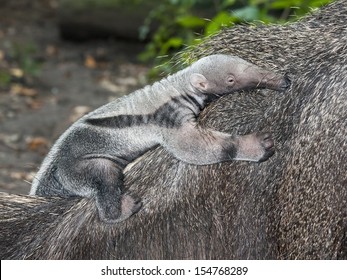 Giant Anteater (Myrmecophaga Tridactyla) Baby