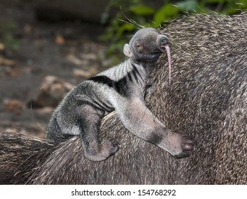 Giant Anteater (Myrmecophaga Tridactyla) Baby