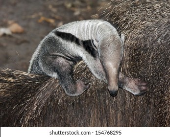 Giant Anteater (Myrmecophaga Tridactyla) Baby