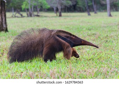 Giant Anteater (Myrmecophaga Tridactyla), Mato Grosso, Brazil