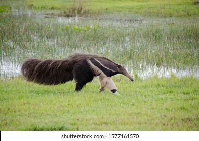 Giant Anteater (Myrmecophaga Tridactyla) In Pantanal, Brazil.  