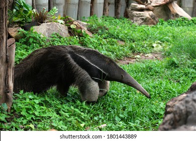 Giant Anteater In Zoo. Is A Large Mammal. Ants Feed On The Tongue, Which Is Very Long.