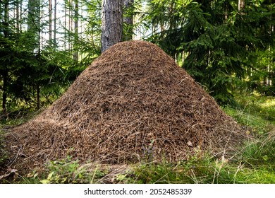 Giant Anthill In Scandinavian Forest.