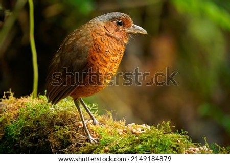 Giant Antpitta - Grallaria gigantea perching bird species in antpitta family Grallariidae, rare and enigmatic, known only from Colombia and Ecuador, close relative of undulated antpitta, G. squamigera