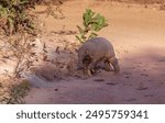 Giant armadillo - the largest armadillo in the world, threatened with extinction. Animal from the Brazilian cerrado