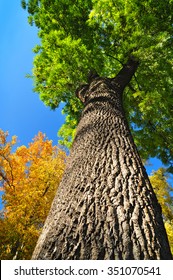 Giant ash tree, nature Fraxinus
