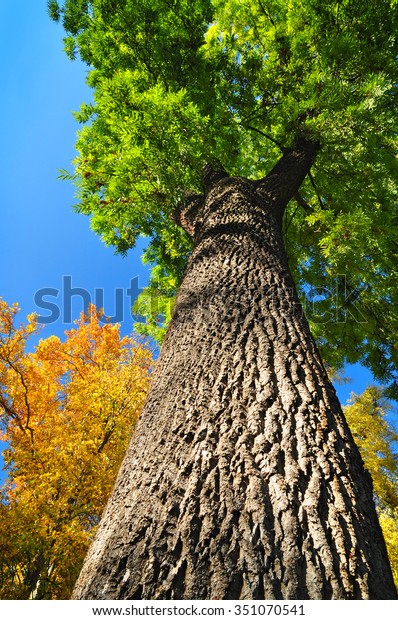 edderkop stivhed Angreb Giant Ash Tree Nature Fraxinus Stock Photo (Edit Now) 351070541