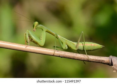 Giant Asian Mantis